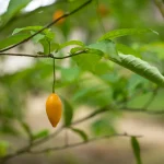 The Mind-Blowing Spiritual Benefits of Iboga: Discover the Ultimate Path to Personal Growth and Healing
