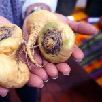 The Miraculous Health Benefits of Maca Root: A Comprehensive Guide