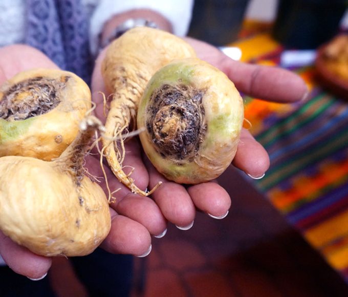 The Miraculous Health Benefits of Maca Root: A Comprehensive Guide
