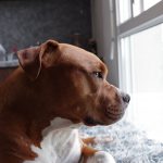 The Remarkable Ways Your Well-being Can Be Boosted by Owning a Dog