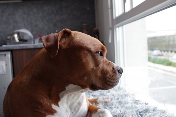 The Remarkable Ways Your Well-being Can Be Boosted by Owning a Dog