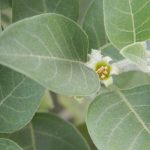 The Science-Backed Wellness Benefits of Ashwagandha: What You Need to Know