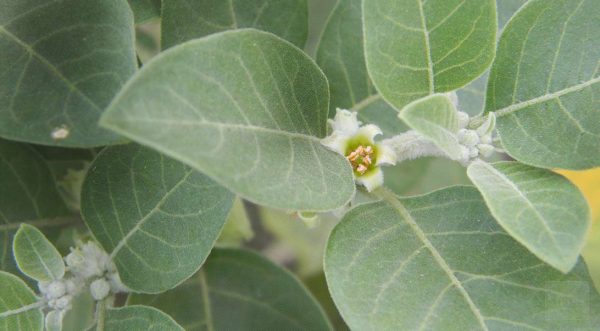 The Science-Backed Wellness Benefits of Ashwagandha: What You Need to Know
