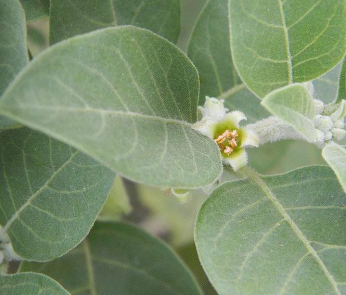 The Science-Backed Wellness Benefits of Ashwagandha: What You Need to Know