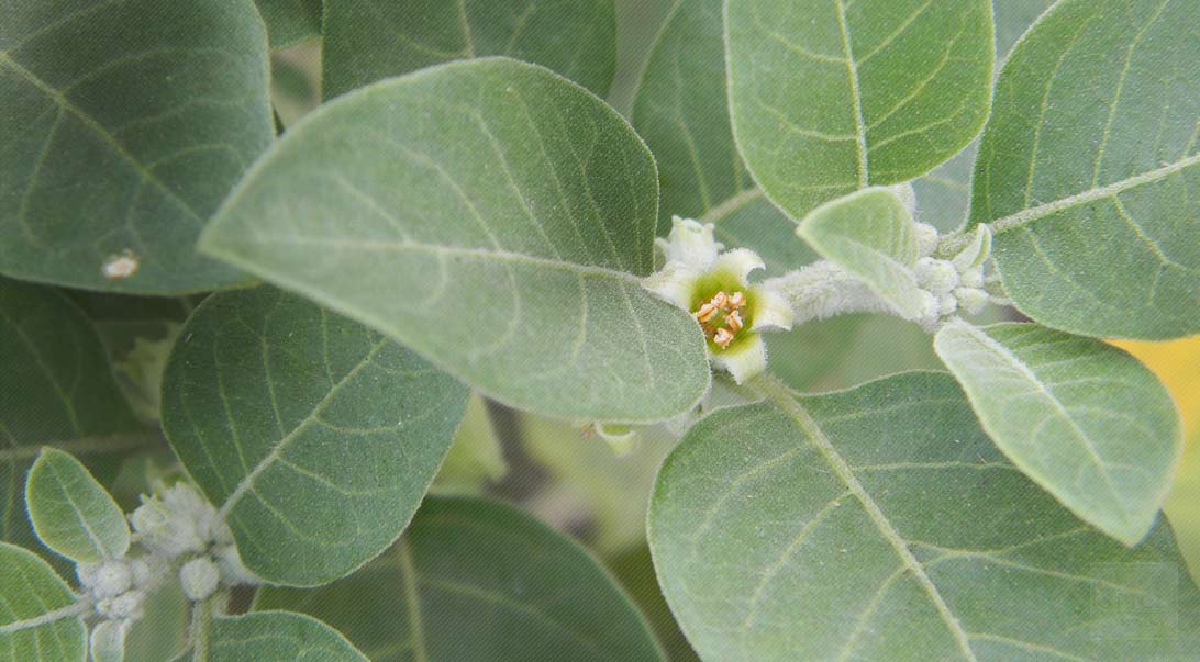 The Science-Backed Wellness Benefits of Ashwagandha: What You Need to Know