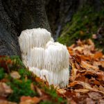 The Surprising Benefits of Lion's Mane Mushroom You Need to Know About