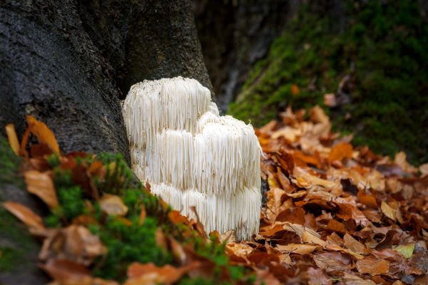 The Surprising Benefits of Lion's Mane Mushroom You Need to Know About