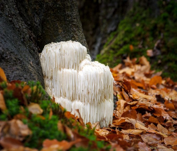 The Surprising Benefits of Lion's Mane Mushroom You Need to Know About