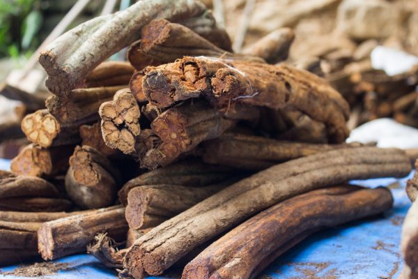 Unlocking the Potent Healing Properties of Plant Medicine for Your Spiritual Journey